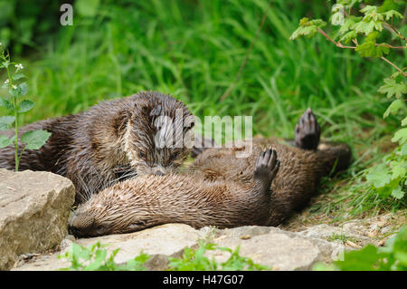Canadian lontre, Lutra canadensis, vista laterale, giacciono, vista la telecamera, Foto Stock