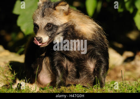 Cane procione, Nyctereutes procyonoides, prato, vista frontale, seduto, leccare, naso, Foto Stock