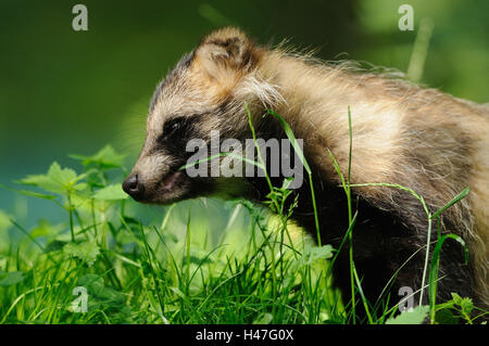 Martora's Dog, Nyctereutes procyonoides, ritratto, vista laterale, erba, mangiare, Foto Stock