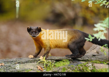 Colorata, Martens Martes flavigula, vista laterale, stand, vista la telecamera, Foto Stock