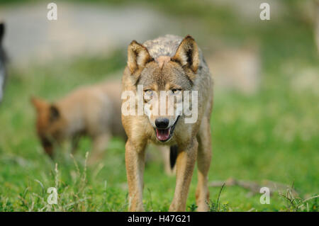 Legni orientali Wolf, Canis lupus lycaon, vista frontale, passeggiate, guardando la telecamera, Foto Stock