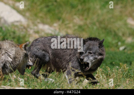 Timberwölfe, Canis lupus lycaon, prato, vista laterale, lotta, Foto Stock