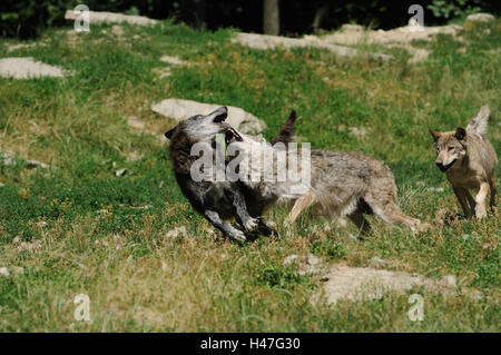 Timberwölfe, Canis lupus lycaon, prato, vista laterale, lotta, Foto Stock