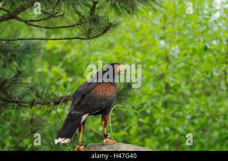 La Harris hawk, Parabuteo unicinctus, vista laterale, seduta, la messa a fuoco in primo piano, Foto Stock