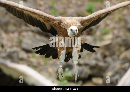 Oca avvoltoi, Gyps fulvus, con testa, volare, vista la fotocamera, la messa a fuoco in primo piano, Foto Stock