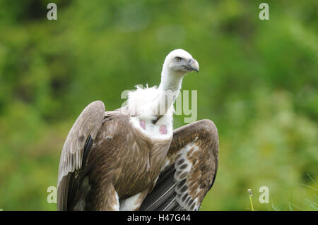 Oca avvoltoi, Gyps fulvus, con testa, sedersi, volare, vista la fotocamera, la messa a fuoco in primo piano, Foto Stock