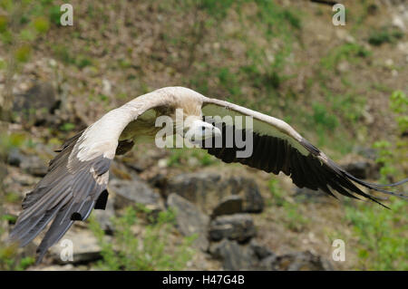 Oca avvoltoi, Gyps fulvus, vista laterale, volare, la messa a fuoco in primo piano, Foto Stock