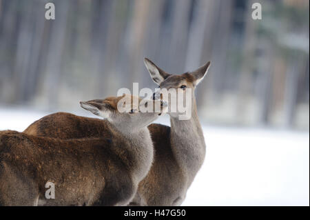 Cervi, Cervus elaphus, femmine, coccole, neve in inverno, Foto Stock