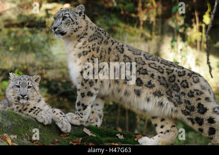 I leopardi delle nevi, Uncia uncia, il dado con il giovane animale, vista la telecamera, Foto Stock