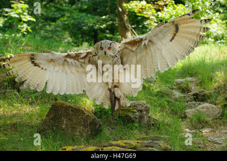 Siberian gufo reale, Bubo bubo sibiricus, con testa, volare, vista la fotocamera, la messa a fuoco in primo piano, Foto Stock