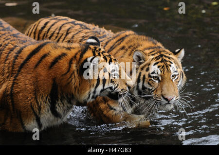 Le tigri siberiane, Panthera tigris altaica, acqua, vista laterale in piedi, guardando la telecamera, Foto Stock