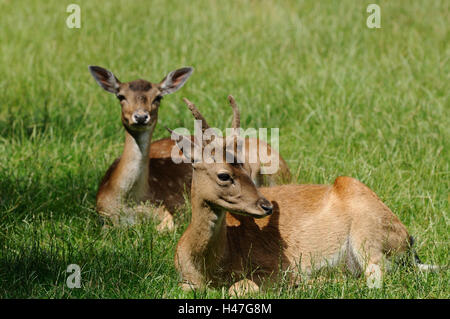 Daini, Cervus dama, maschio e femmina, prato, vista laterale, sdraiato, guardando la fotocamera, la messa a fuoco in primo piano, Foto Stock