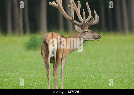 Cervi, Cervus elaphus, maschio, prato, in piedi, mangiare, erba, la messa a fuoco in primo piano, Foto Stock