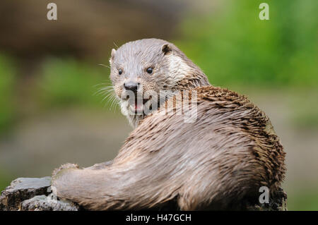 Lontra eurasiatica, Lutra lutra, tronco, giacente, girando, guardando la telecamera, Foto Stock