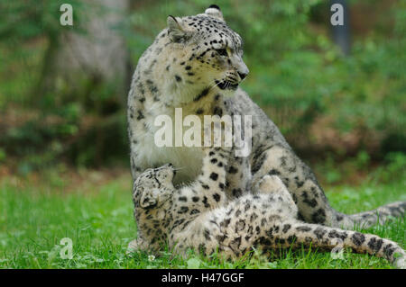 I leopardi delle nevi, Uncia uncia, il dado con il giovane animale, prato, play, Foto Stock