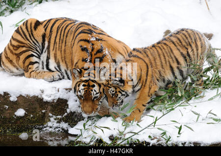 Le tigri siberiane, Panthera tigris altaica, madre con animale giovane, neve, vista laterale, sdraiato, Foto Stock