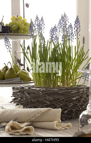 Giacinti, tabella, fioriture, Foto Stock