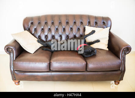 Un nero Staffordshire bull terrier cane dormendo distesa, sdraiato su uno stile retrò divani in pelle marrone. Foto Stock