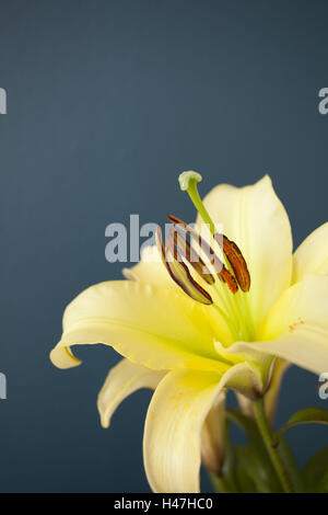 Fiore, blossoms, giallo, Benzina, Foto Stock