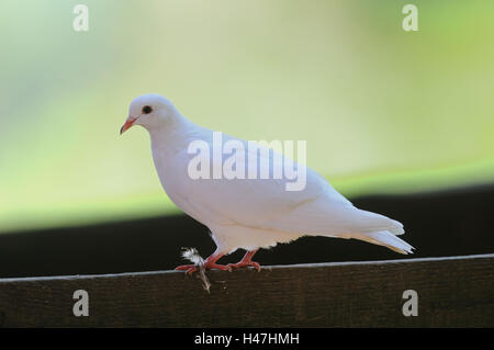 White pigeon, impalcature in legno, vista laterale, seduta, Foto Stock