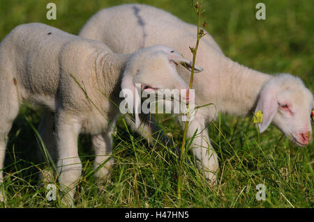 Gli animali domestici delle specie ovina, Ovis orientalis aries, agnelli, vista laterale, in piedi, mangiare, prato, Foto Stock