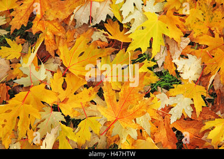 Foglie di acero, pavimento, giacciono, autunno, stagione, foglie, acero, Acer, fogliame, natura, giallo gocce acqua, dewdrops, Foto Stock