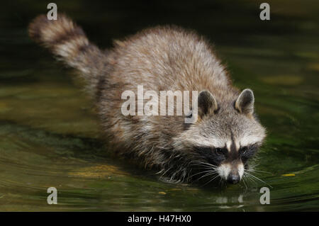 Racoon, Procione lotor, acqua, vista laterale in piedi, Foto Stock