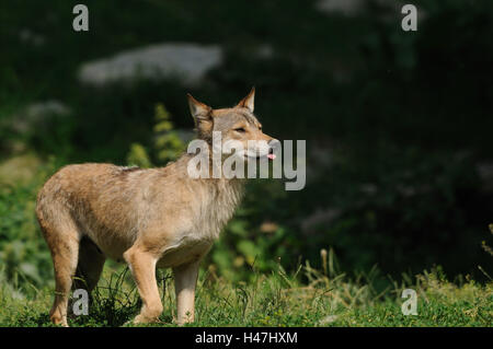 Timberwolf, Canis lupus lycaon, vista laterale, esegui Foto Stock