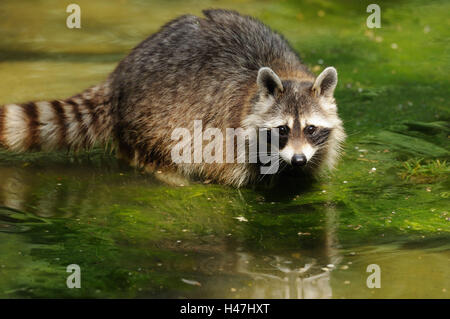 Racoon, Procione lotor, acqua, vista laterale in piedi, guardando la telecamera, Foto Stock