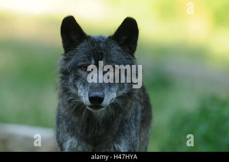 Legni orientali Wolf, Canis lupus lycaon, ritratto, frontale, guardando alla telecamera, Foto Stock