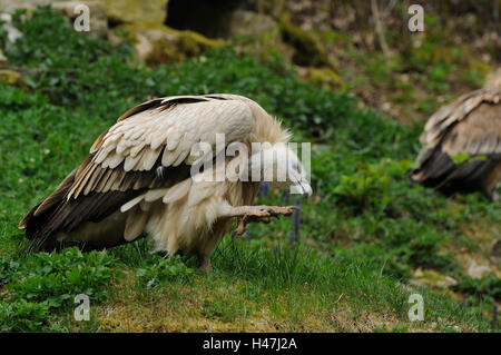 Grifone, Gyps fulvus, vista laterale, seduto, graffiatura, la messa a fuoco in primo piano, Foto Stock