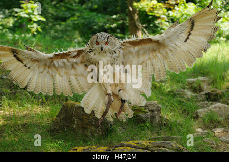 Siberian gufo reale, Bubo bubo sibiricus, con testa, volare, vista la fotocamera, la messa a fuoco in primo piano, Foto Stock