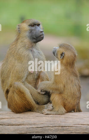 La Guinea babbuini, Papio papio, madre con i giovani animali, vista laterale, seduta, la messa a fuoco in primo piano, Foto Stock