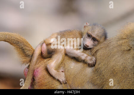 La Guinea babbuini, Papio papio, madre con animale giovane, retro, trasportare, vista laterale, sdraiato, guardando la fotocamera, la messa a fuoco in primo piano, Foto Stock