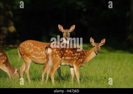 Manchurian cervi sika, Cervus nippon dybowskii, femmina, prato, vista laterale in piedi, guardando la fotocamera, la messa a fuoco in primo piano, Foto Stock