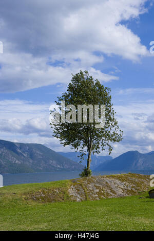 Hermansverk, albero sulla riva, Leikanger, Sognefjord, Sogn og Fjordane, Norvegia, Scandinavia, Foto Stock