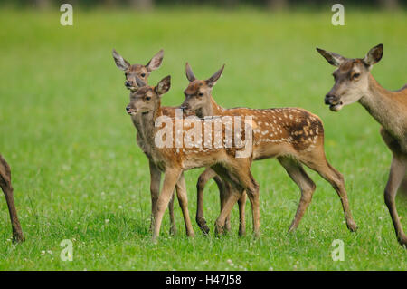 Cervi, Cervus elaphus, cerbiatti, prato, vista laterale, in piedi, la messa a fuoco in primo piano, Foto Stock