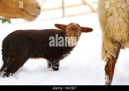 Hausschaf, Ovis orientalis aries, giovane animale, vista laterale, stand, vista la telecamera, Foto Stock