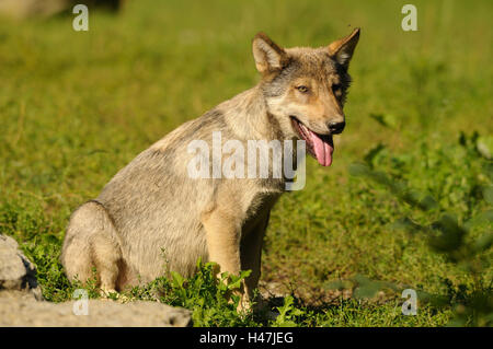 Timberwolf, Canis lupus lycaon, cucciolo, prato, vista laterale, sedersi, Germania, Foto Stock