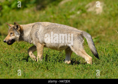 Timberwolf, Canis lupus lycaon, cucciolo, prato, vista laterale, eseguire, Germania, Foto Stock