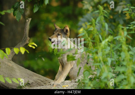 Timberwolf, Canis lupus lycaon, cucciolo, Forest Floor, legno, vista laterale, sedersi, Germania, Foto Stock