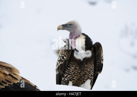 Oca avvoltoi, Gyps fulvus, neve, con testa, stand, vista vista laterale, Foto Stock