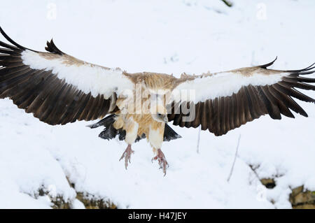 Oca avvoltoi, Gyps fulvus, neve, con testa, volare, vista la telecamera, Foto Stock