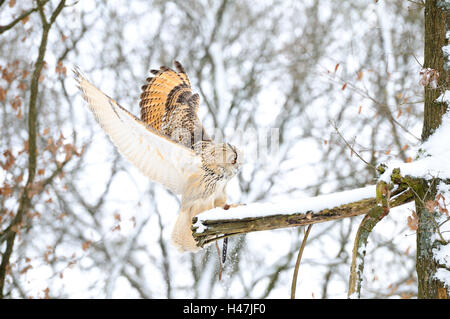 Siberiano occidentale il gufo reale, Bubo bubo sibiricus, ramo, neve, vista laterale, lo sbarco, Foto Stock