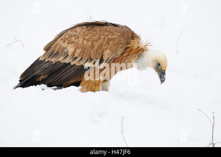 Oca avvoltoi, Gyps fulvus, neve, vista laterale, stand, Foto Stock