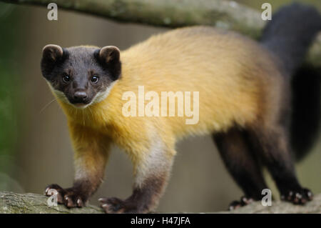 Colorata, Martens Martes flavigula, ramo, vista laterale, stand, vista la telecamera, Germania, Foto Stock