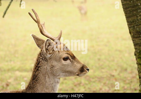 Maggese buck, Cervus dama, piccoli uomini, ritratto, vista laterale, Germania, Foto Stock