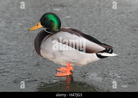 Il Germano Reale, Maschio sorge su ghiaccio, Foto Stock