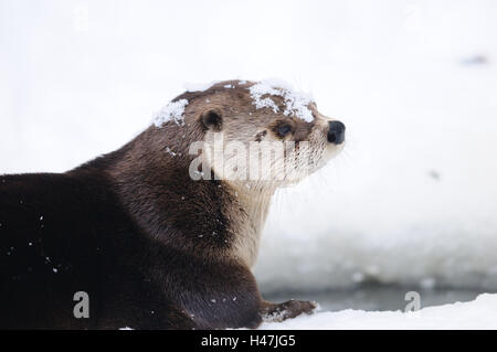 North American lontra Lutra canadensis, ritratto, Foto Stock