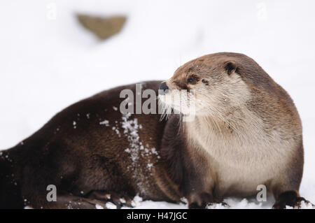 North American lontra Lutra canadensis, Foto Stock